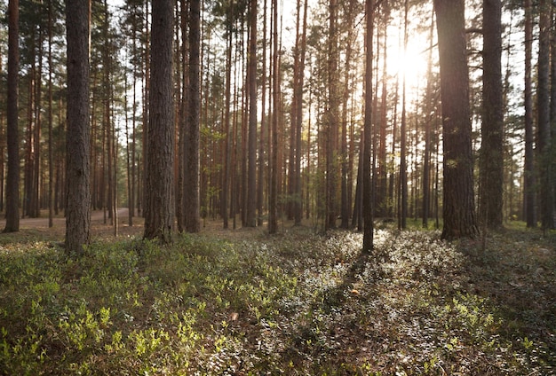 O sol brilhante brilha através dos pinheiros na floresta Ótimo clima e ar fresco na floresta