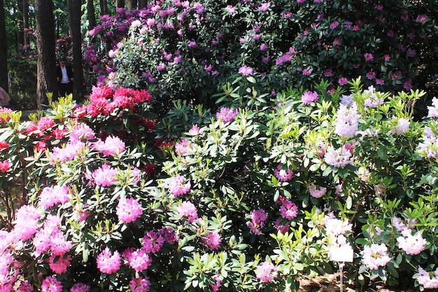 O sol brilhante do verão aquece um belo arbusto de rhodendrons laranja e rosa brancos