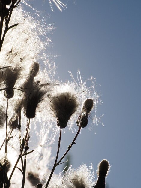 O sol da manhã atravessando as sementes maduras de Cirsium arvense