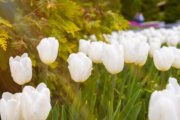 O sol da primavera brilha em tulipas brancas os raios do sol iluminam os canteiros de flores com tulipas