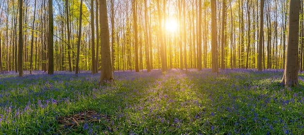 O sol da tarde brilha através de uma moita de faias em hallerbos iluminando um tapete de panorama de campainhas