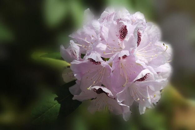 O sol de verão acaricia o broto de um rhodendro bege