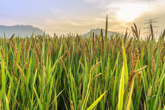 O sol está saindo do arroz