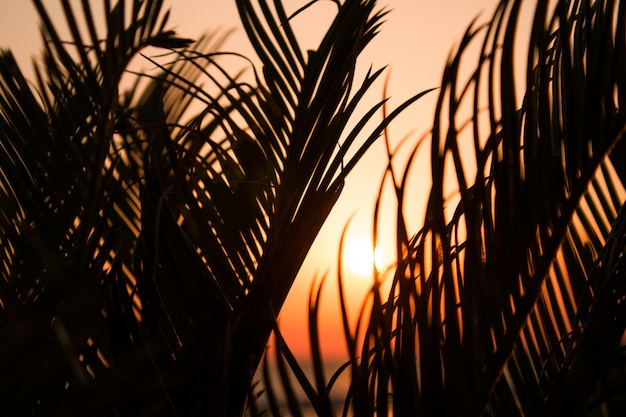 O sol laranja e ardente rompe os galhos da palmeira. Cena tropical