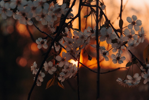 O sol põe-se atrás de uma cerejeira em flor.