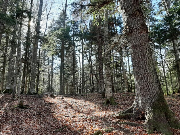 O sol rompe a densa floresta de coníferas