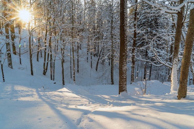 O sol rompe as árvores na floresta de inverno .Região de Leninegrado.