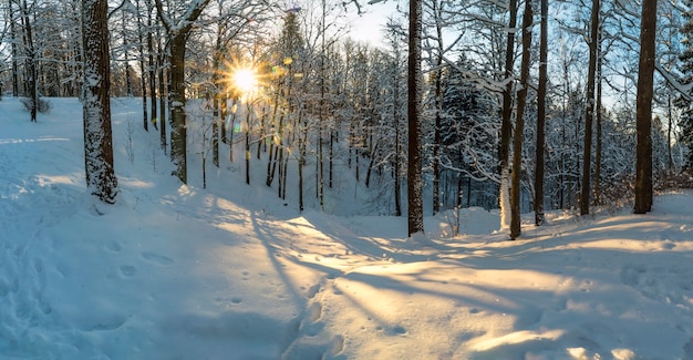 O sol rompe as árvores na floresta de inverno .Região de Leninegrado.