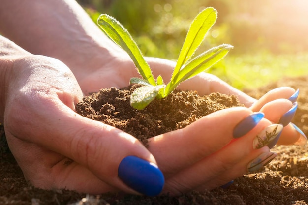 Foto o solo nas mãos das jovens é o plantio de mudas. feche a planta nas mãos femininas. cuidado com o meio ambiente. conceito de ecologia. mão segurando uma planta jovem com luz solar.