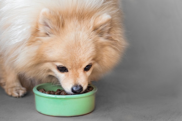 O Spitz da Pomerânia está comendo. Pet alimentos secos em uma tigela de cerâmica verde sobre fundo azul claro pastel com patas de cachorro, pernas macias. Comida de cachorro ou cachorro. Nutrição animal saudável. Refeição, jantar do cachorro.