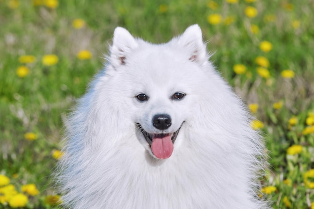 Foto o spitz japonês branco puro-sangue sorri enquanto olha para o retrato da câmera jovem cão brincalhão closeup
