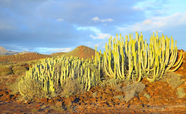 O spurge das Ilhas Canárias (Euphorbia canariensis) ao pôr do sol em Tenerife, Ilhas Canárias.