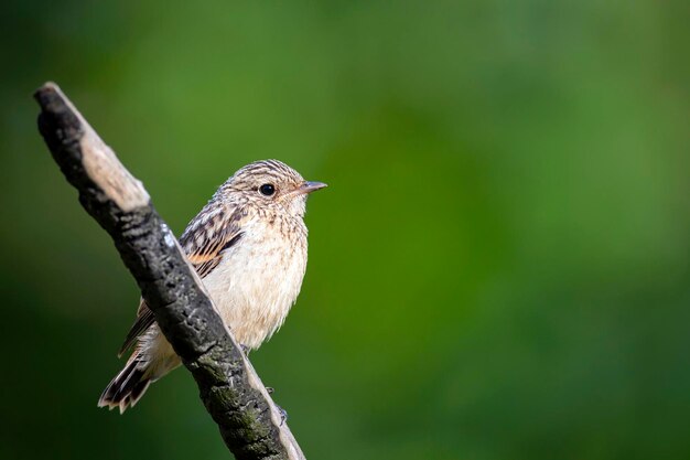 O stonechat europeu é um pequeno pássaro passeriforme ...