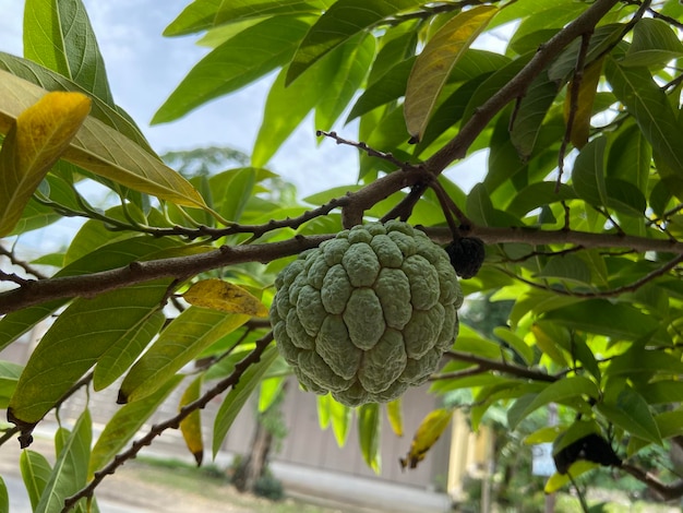 O sugarapple ou sweetsop sirikaya na Indonésia é o fruto comestível de Annona squamosa a espécie mais cultivada de Annona e um nativo de clima tropical nas Américas e Índias Ocidentais