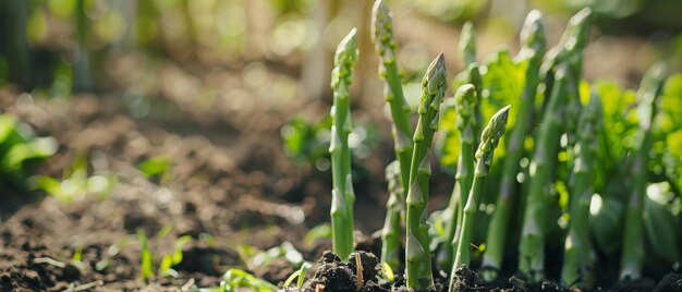 O surgimento esperançoso de lanças de espargos frescos atravessando o solo na primavera