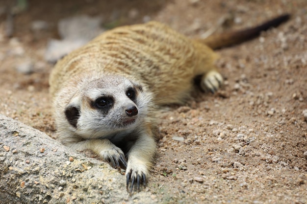 O suricata suricatta ou meerkat é sentar e descansar no chão de areia