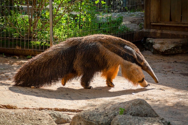 O tamanduá percorre seu recinto no zoológico