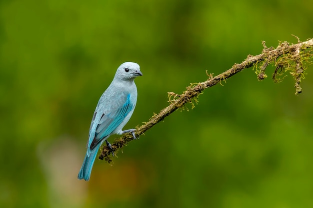 O tanager cinza é um pássaro cantor de tamanho médio da América do Sul da família Thraupidae