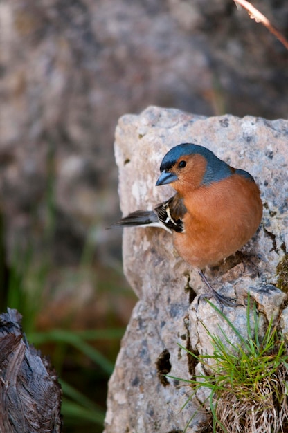 O tentilhão é um dos passeriformes mais comuns na europa