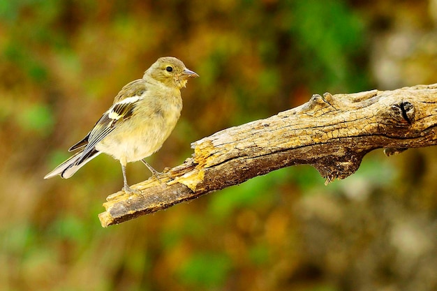 O tentilhão é um dos passeriformes mais comuns na europa