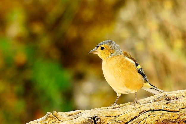 O tentilhão é um dos passeriformes mais comuns na europa