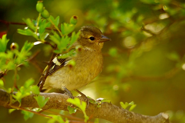 O tentilhão é um dos passeriformes mais comuns na europa