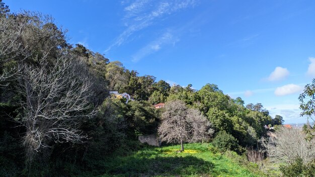 O terreno montanhoso do oeste de portugal perto da cidade de sintra, uma encosta coberta de árvores e