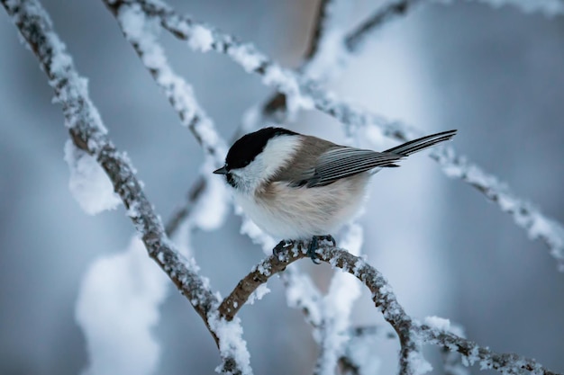 O teta de salgueiro senta-se em um galho em um dia frio de inverno