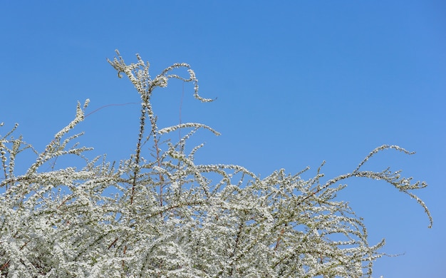 O thunbergii branco japonês do Spiraea floresce a árvore com fundo do céu azul.