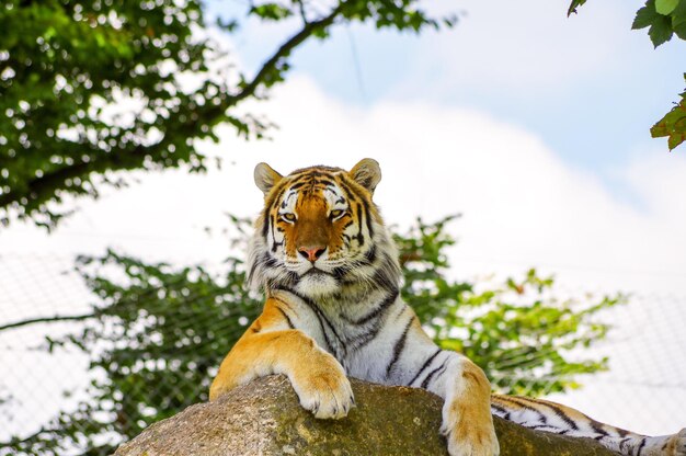 Foto o tigre a relaxar.