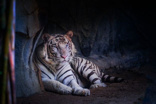 O tigre branco está deitado na caverna.