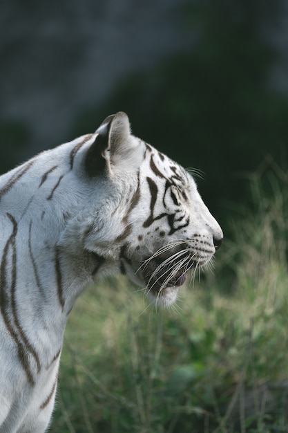 O tigre branco no zoológico está esperando a equipe alimentar.