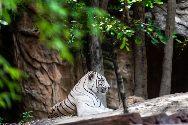 O tigre branco tigre branqueado