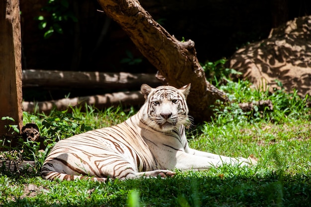 O tigre branco tigre branqueado