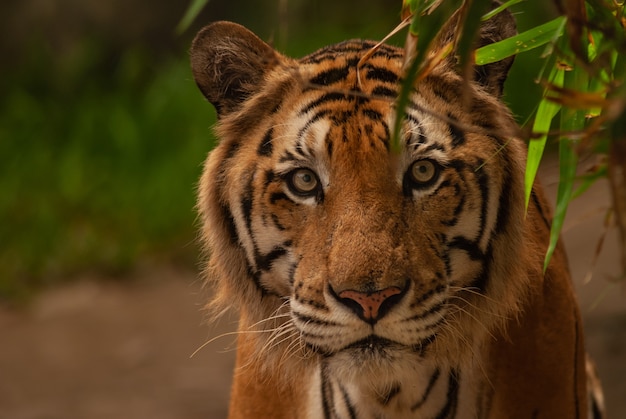 O tigre de bengal (panthera tigris tigris) olhando para a câmera.