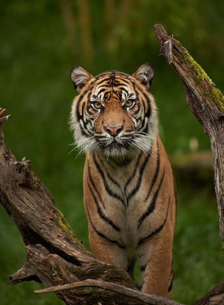 Foto o tigre de bengala está a olhar para mim.