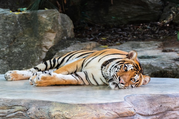 Foto o tigre deitado relaxa em uma pedra