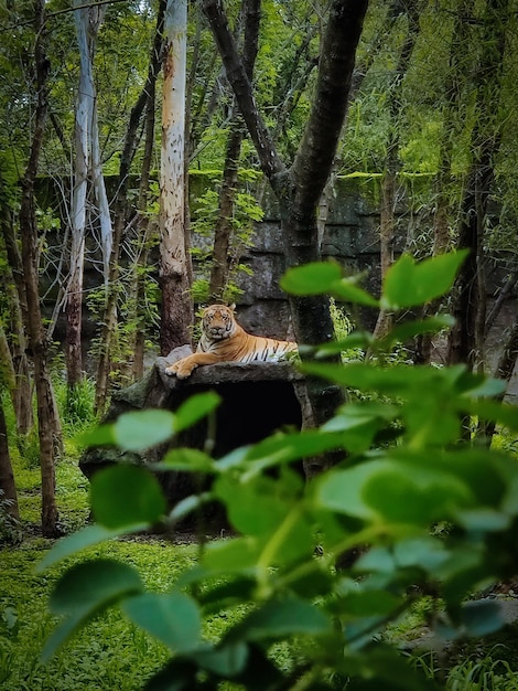 O tigre é como um rei.