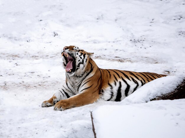 Foto o tigre está bocejando