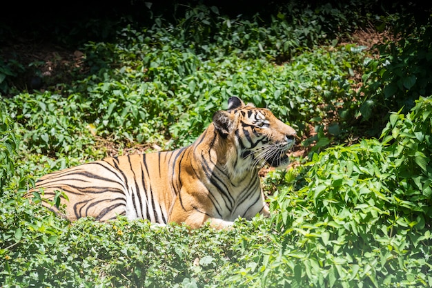 O tigre está descansando na floresta.