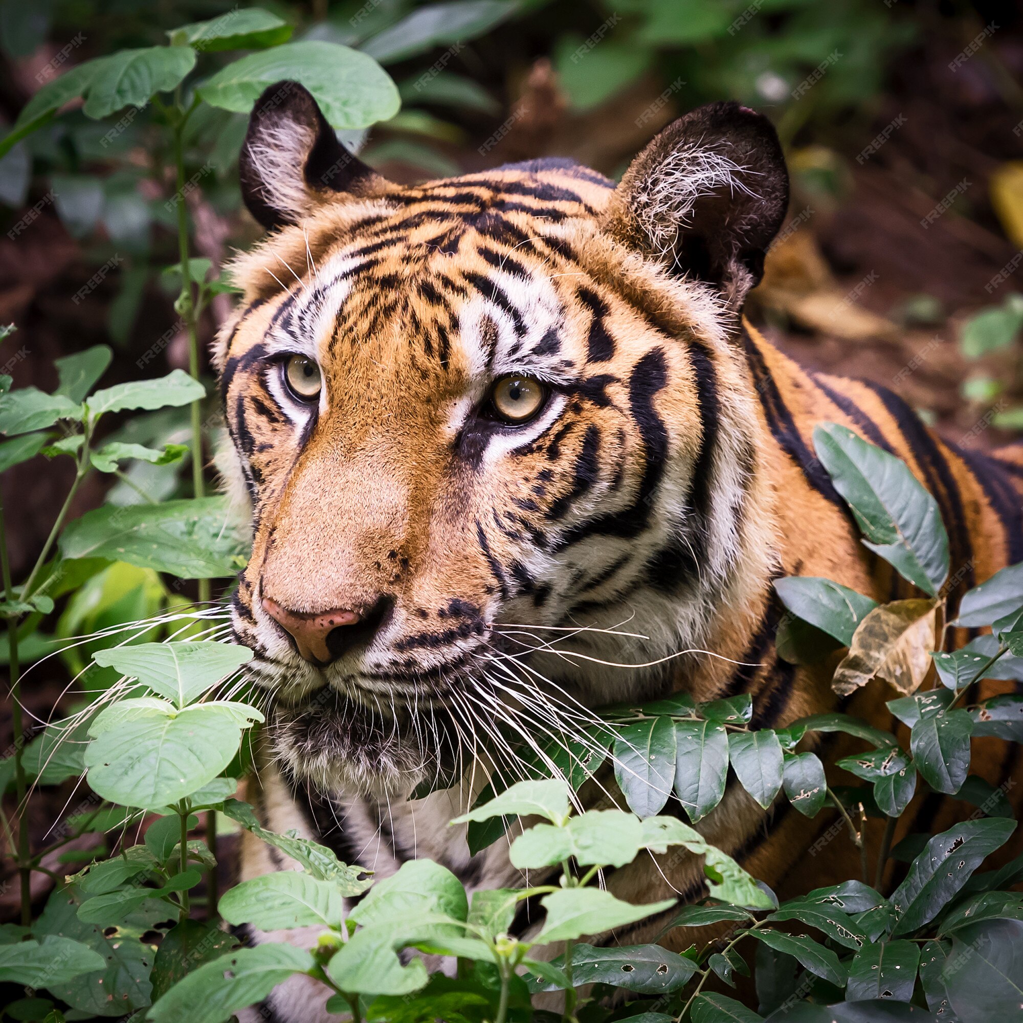 Apareceu um TIGRE em minha sala! Essa é a NOVIDADE da pesquisa do