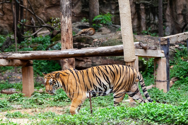 O tigre no zoológico olha para o fio elétrico procurando uma saída da jaula