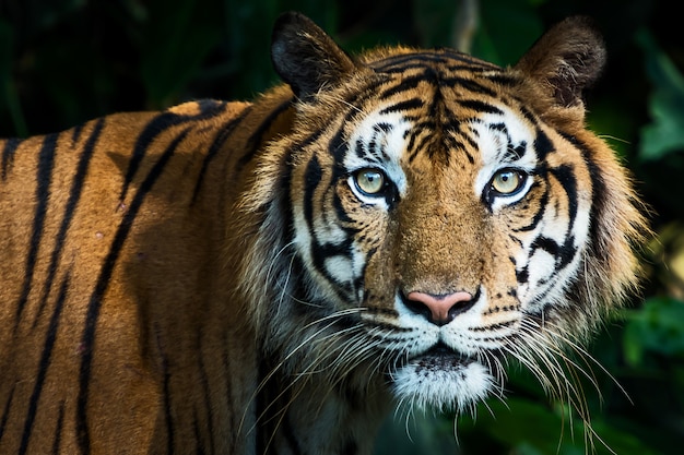 Foto o tigre olhou diretamente para mim.