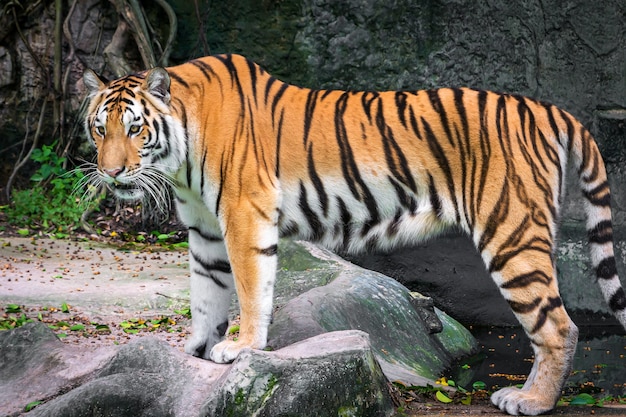 O tigre se levanta para olhar algo com interesse.