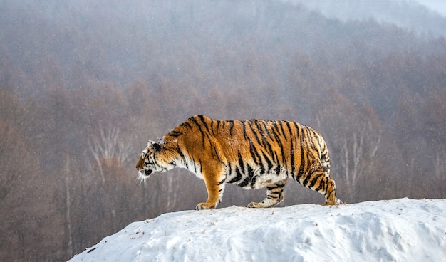 O tigre siberiano está de pé em uma colina de neve em um fundo de árvores de inverno. Siberian Tiger Park.