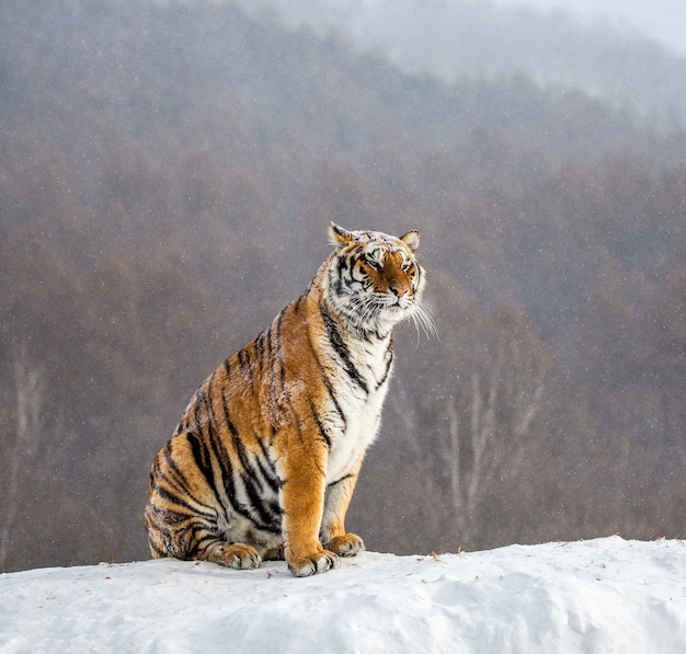 O tigre siberiano senta-se em uma colina de neve no contexto de uma floresta de inverno. siberian tiger park.