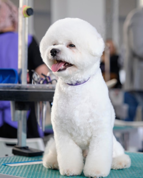 O tímido bichon frise senta-se em uma mesa de tosa após um corte de cabelo por raça