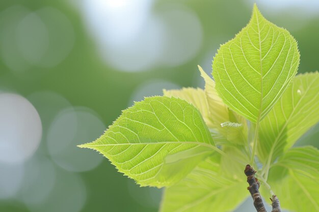 o tirar o fôlego da beleza da fotografia profissional da natureza