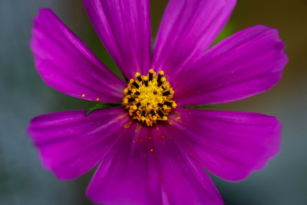 O tiro de close-up de uma flor
