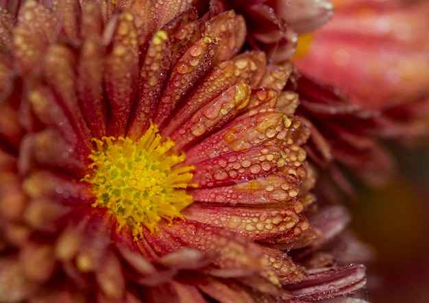 O tiro de close-up de uma flor